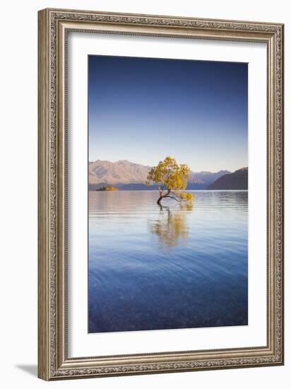 New Zealand, South Island, Otago, Wanaka, Lake Wanaka, solitary tree, dawn-Walter Bibikow-Framed Photographic Print