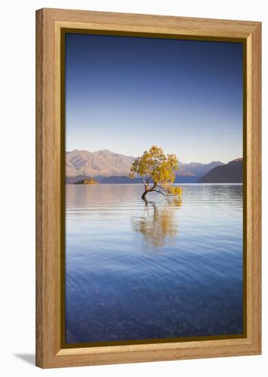 New Zealand, South Island, Otago, Wanaka, Lake Wanaka, solitary tree, dawn-Walter Bibikow-Framed Premier Image Canvas