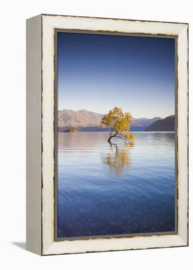 New Zealand, South Island, Otago, Wanaka, Lake Wanaka, solitary tree, dawn-Walter Bibikow-Framed Premier Image Canvas