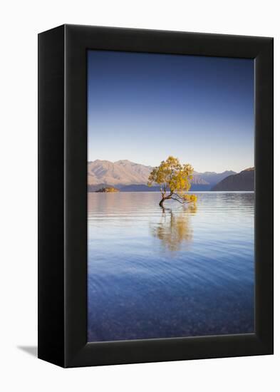 New Zealand, South Island, Otago, Wanaka, Lake Wanaka, solitary tree, dawn-Walter Bibikow-Framed Premier Image Canvas