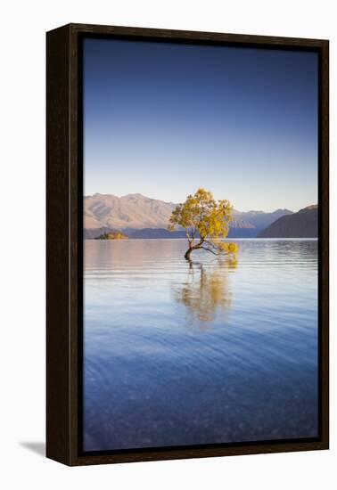 New Zealand, South Island, Otago, Wanaka, Lake Wanaka, solitary tree, dawn-Walter Bibikow-Framed Premier Image Canvas