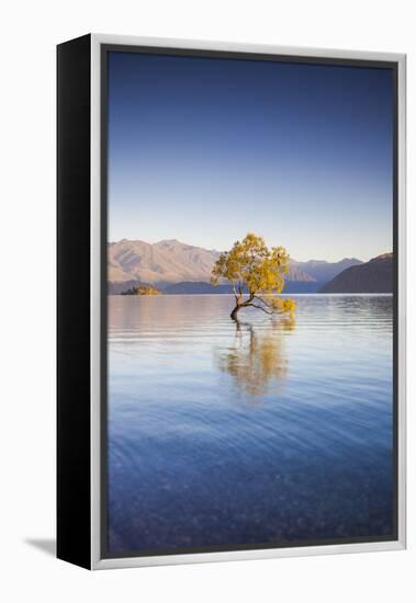 New Zealand, South Island, Otago, Wanaka, Lake Wanaka, solitary tree, dawn-Walter Bibikow-Framed Premier Image Canvas