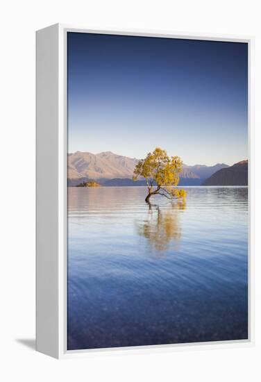 New Zealand, South Island, Otago, Wanaka, Lake Wanaka, solitary tree, dawn-Walter Bibikow-Framed Premier Image Canvas