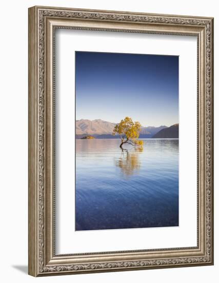 New Zealand, South Island, Otago, Wanaka, Lake Wanaka, solitary tree, dawn-Walter Bibikow-Framed Photographic Print