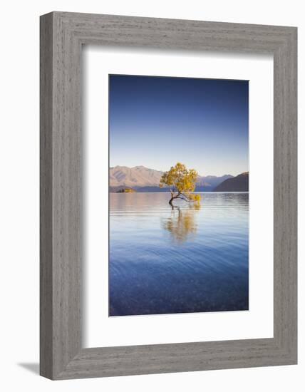 New Zealand, South Island, Otago, Wanaka, Lake Wanaka, solitary tree, dawn-Walter Bibikow-Framed Photographic Print