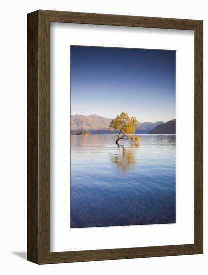 New Zealand, South Island, Otago, Wanaka, Lake Wanaka, solitary tree, dawn-Walter Bibikow-Framed Photographic Print