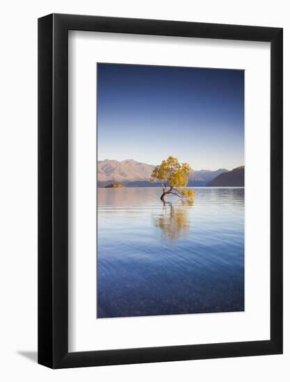 New Zealand, South Island, Otago, Wanaka, Lake Wanaka, solitary tree, dawn-Walter Bibikow-Framed Photographic Print