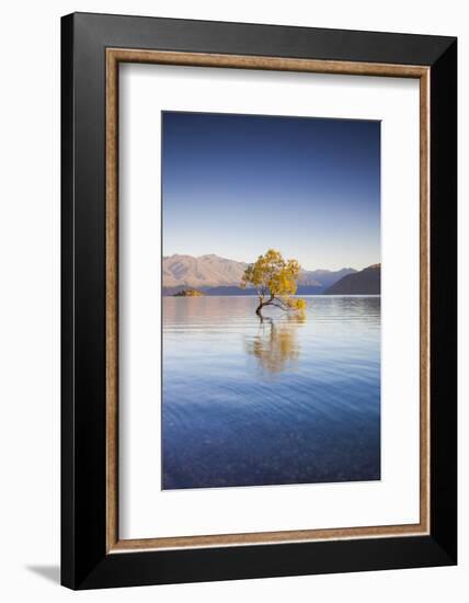 New Zealand, South Island, Otago, Wanaka, Lake Wanaka, solitary tree, dawn-Walter Bibikow-Framed Photographic Print