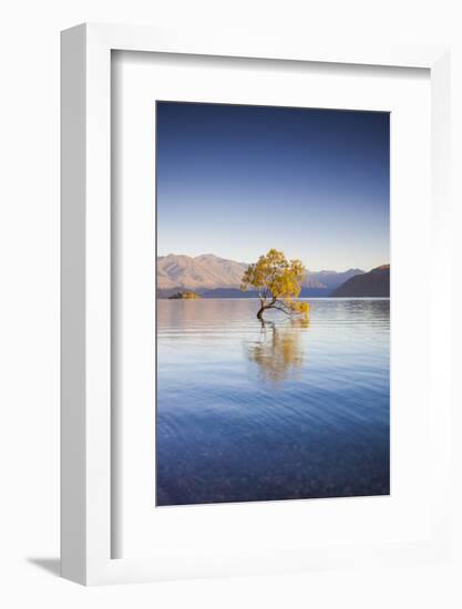 New Zealand, South Island, Otago, Wanaka, Lake Wanaka, solitary tree, dawn-Walter Bibikow-Framed Photographic Print