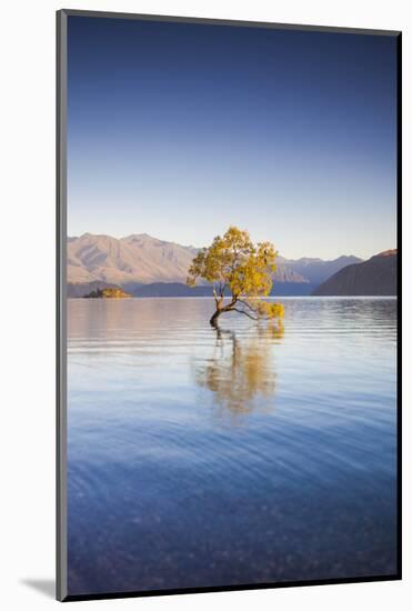 New Zealand, South Island, Otago, Wanaka, Lake Wanaka, solitary tree, dawn-Walter Bibikow-Mounted Photographic Print