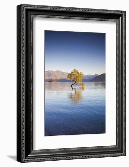 New Zealand, South Island, Otago, Wanaka, Lake Wanaka, solitary tree, dawn-Walter Bibikow-Framed Photographic Print