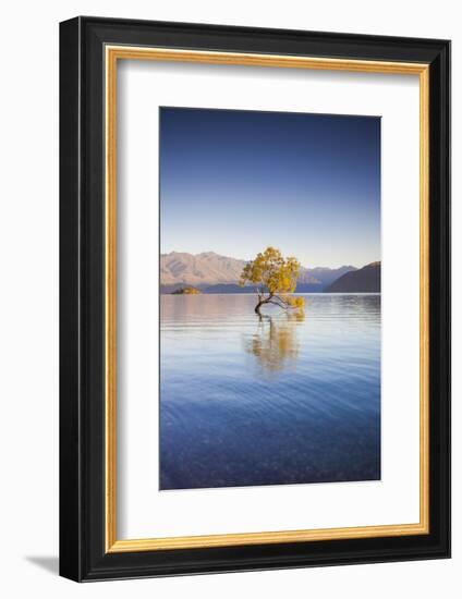 New Zealand, South Island, Otago, Wanaka, Lake Wanaka, solitary tree, dawn-Walter Bibikow-Framed Photographic Print
