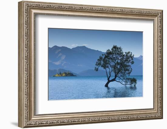 New Zealand, South Island, Otago, Wanaka, Lake Wanaka, solitary tree, dusk-Walter Bibikow-Framed Photographic Print