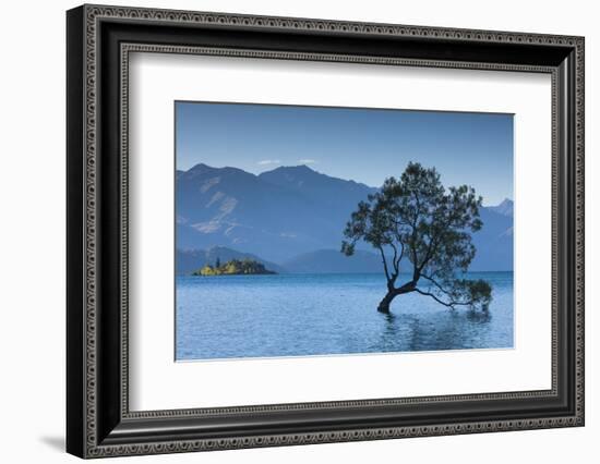 New Zealand, South Island, Otago, Wanaka, Lake Wanaka, solitary tree, dusk-Walter Bibikow-Framed Photographic Print