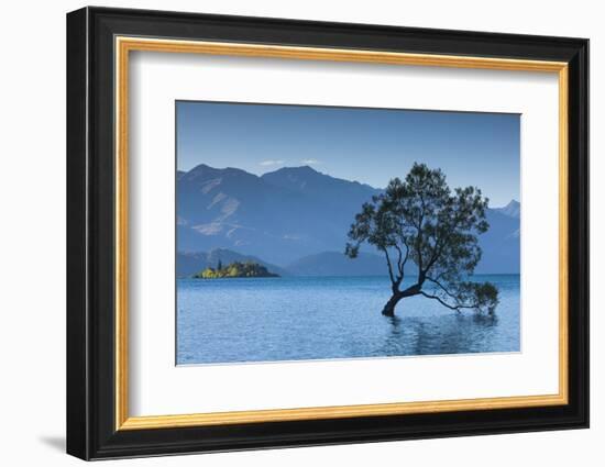 New Zealand, South Island, Otago, Wanaka, Lake Wanaka, solitary tree, dusk-Walter Bibikow-Framed Photographic Print