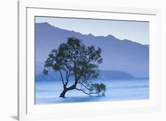 New Zealand, South Island, Otago, Wanaka, Lake Wanaka, solitary tree, dusk-Walter Bibikow-Framed Premium Photographic Print