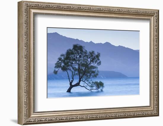 New Zealand, South Island, Otago, Wanaka, Lake Wanaka, solitary tree, dusk-Walter Bibikow-Framed Photographic Print