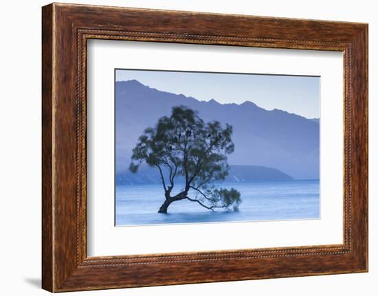 New Zealand, South Island, Otago, Wanaka, Lake Wanaka, solitary tree, dusk-Walter Bibikow-Framed Photographic Print