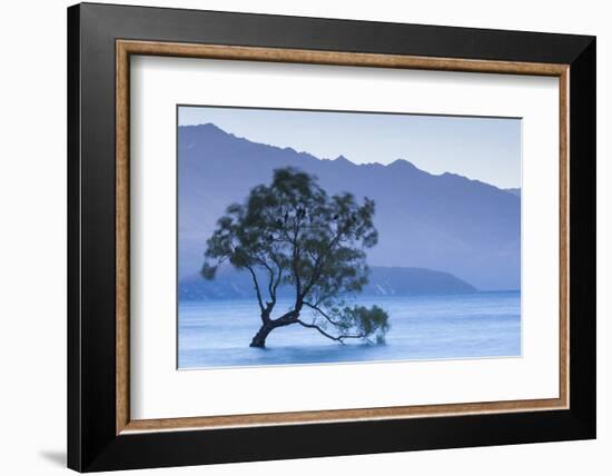 New Zealand, South Island, Otago, Wanaka, Lake Wanaka, solitary tree, dusk-Walter Bibikow-Framed Photographic Print