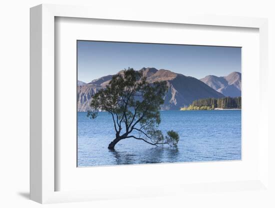 New Zealand, South Island, Otago, Wanaka, Lake Wanaka, solitary tree, dusk-Walter Bibikow-Framed Photographic Print