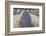 New Zealand, South Island, Otago, Wanaka, lavender farm-Walter Bibikow-Framed Photographic Print