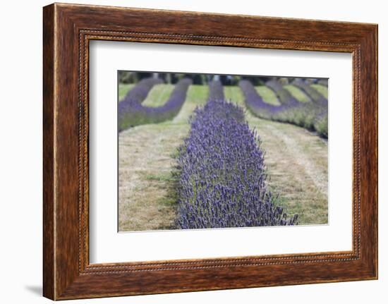 New Zealand, South Island, Otago, Wanaka, lavender farm-Walter Bibikow-Framed Photographic Print