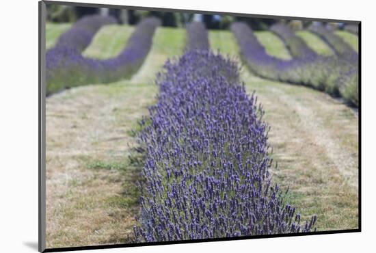 New Zealand, South Island, Otago, Wanaka, lavender farm-Walter Bibikow-Mounted Photographic Print