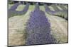 New Zealand, South Island, Otago, Wanaka, lavender farm-Walter Bibikow-Mounted Photographic Print