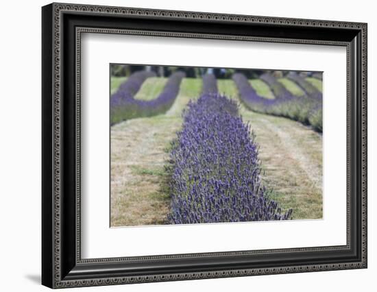 New Zealand, South Island, Otago, Wanaka, lavender farm-Walter Bibikow-Framed Photographic Print