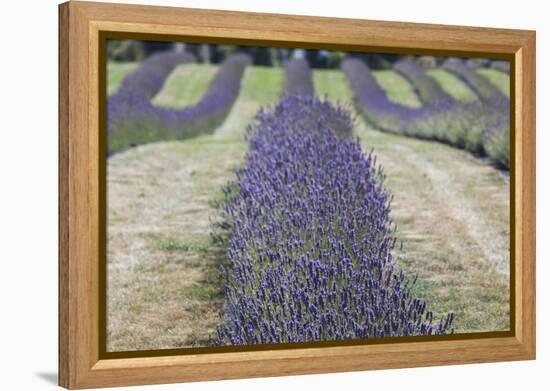 New Zealand, South Island, Otago, Wanaka, lavender farm-Walter Bibikow-Framed Premier Image Canvas