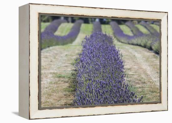 New Zealand, South Island, Otago, Wanaka, lavender farm-Walter Bibikow-Framed Premier Image Canvas