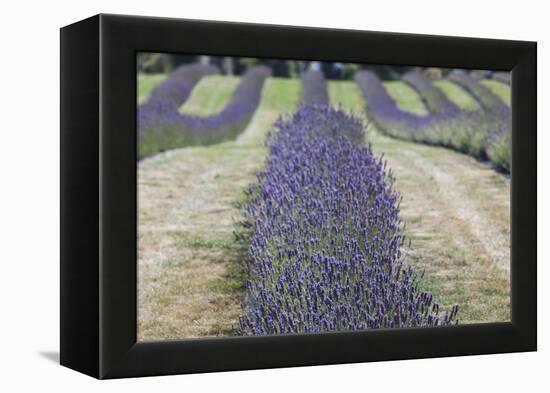 New Zealand, South Island, Otago, Wanaka, lavender farm-Walter Bibikow-Framed Premier Image Canvas