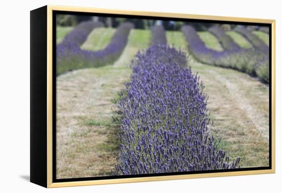 New Zealand, South Island, Otago, Wanaka, lavender farm-Walter Bibikow-Framed Premier Image Canvas