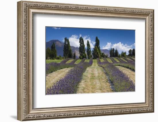 New Zealand, South Island, Otago, Wanaka, lavender farm-Walter Bibikow-Framed Photographic Print