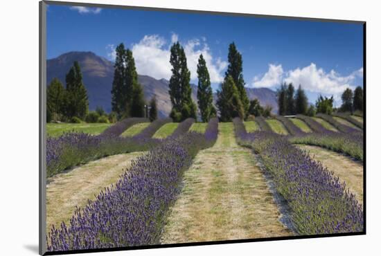 New Zealand, South Island, Otago, Wanaka, lavender farm-Walter Bibikow-Mounted Photographic Print