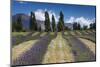 New Zealand, South Island, Otago, Wanaka, lavender farm-Walter Bibikow-Mounted Photographic Print