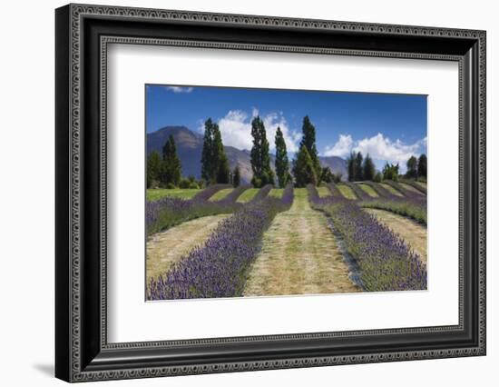 New Zealand, South Island, Otago, Wanaka, lavender farm-Walter Bibikow-Framed Photographic Print