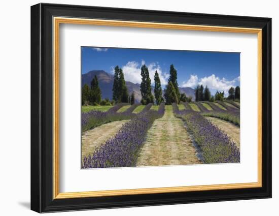 New Zealand, South Island, Otago, Wanaka, lavender farm-Walter Bibikow-Framed Photographic Print