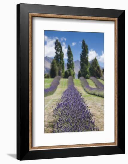 New Zealand, South Island, Otago, Wanaka, lavender farm-Walter Bibikow-Framed Photographic Print