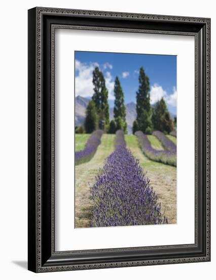 New Zealand, South Island, Otago, Wanaka, lavender farm-Walter Bibikow-Framed Photographic Print