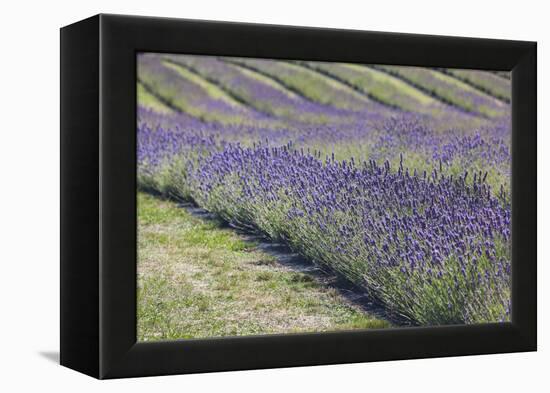 New Zealand, South Island, Otago, Wanaka, lavender farm-Walter Bibikow-Framed Premier Image Canvas