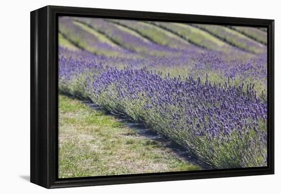 New Zealand, South Island, Otago, Wanaka, lavender farm-Walter Bibikow-Framed Premier Image Canvas