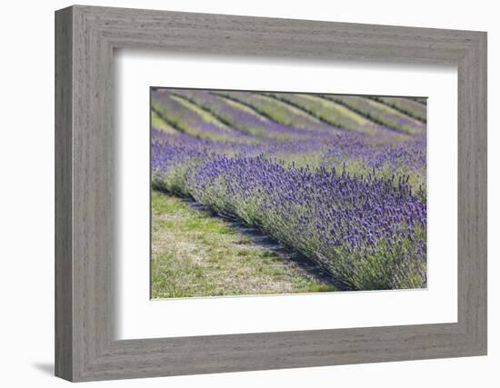 New Zealand, South Island, Otago, Wanaka, lavender farm-Walter Bibikow-Framed Photographic Print