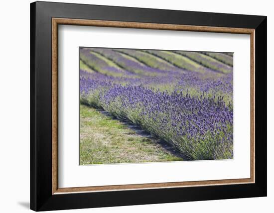 New Zealand, South Island, Otago, Wanaka, lavender farm-Walter Bibikow-Framed Photographic Print