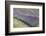 New Zealand, South Island, Otago, Wanaka, lavender farm-Walter Bibikow-Framed Photographic Print