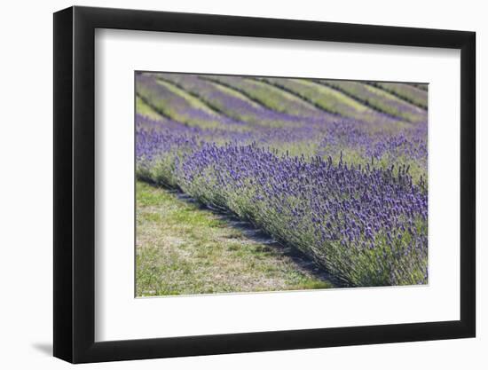 New Zealand, South Island, Otago, Wanaka, lavender farm-Walter Bibikow-Framed Photographic Print