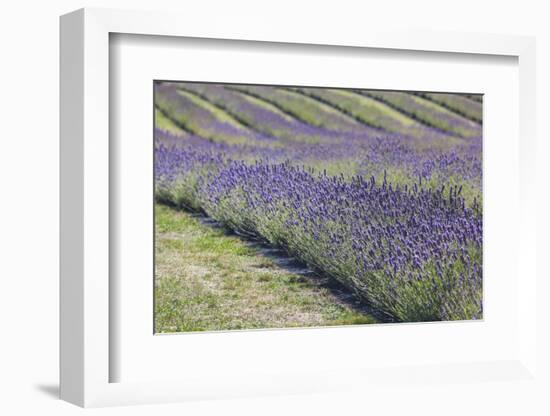 New Zealand, South Island, Otago, Wanaka, lavender farm-Walter Bibikow-Framed Photographic Print