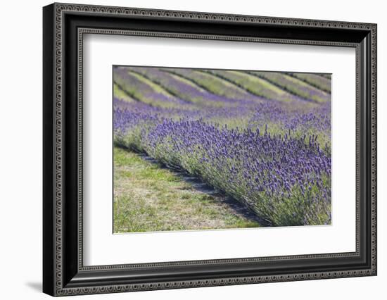 New Zealand, South Island, Otago, Wanaka, lavender farm-Walter Bibikow-Framed Photographic Print