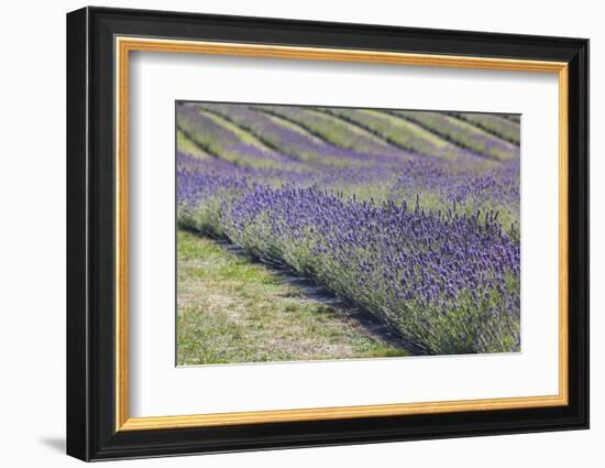 New Zealand, South Island, Otago, Wanaka, lavender farm-Walter Bibikow-Framed Photographic Print