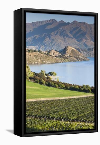 New Zealand, South Island, Otago, Wanaka, vineyard on Lake Wanaka-Walter Bibikow-Framed Premier Image Canvas